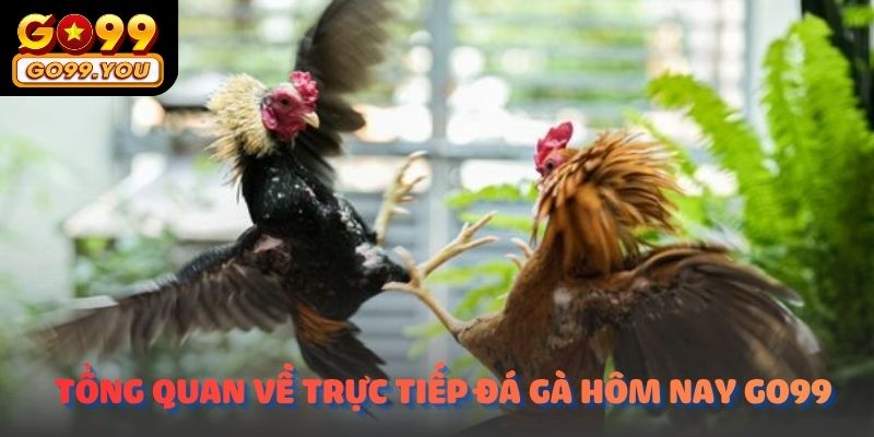 Tổng quan về Trực tiếp đá gà cựa dao hôm nay​ GO99 trong năm 2026